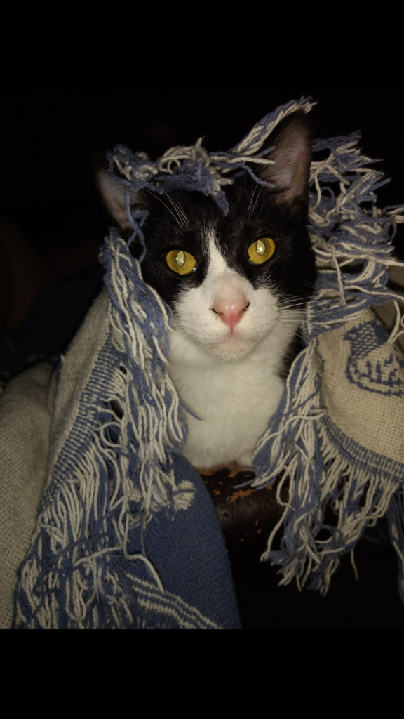 pet loss tuxedo cat