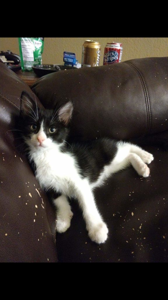 tuxedo kitten before pet loss