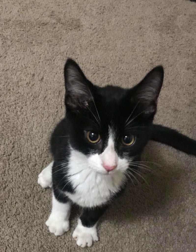 Tuxedo kitty pet loss